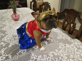 Costume or no costume?