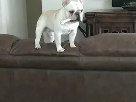 Silly Frenchies