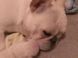 Hazel pups 2