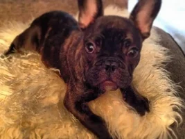 Vote for November 2013 Frenchie of the Month!!!