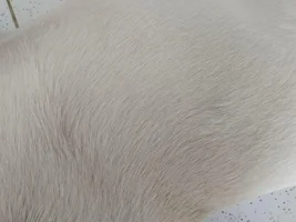 Skin problem small bumps, yeast? allergy?