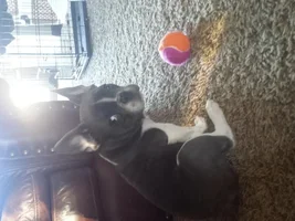 awkward stage for frenchies ?