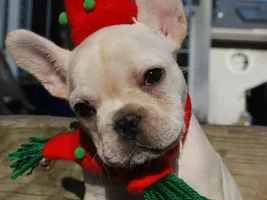 Cutest Holiday Frenchie!  VOTE HERE!