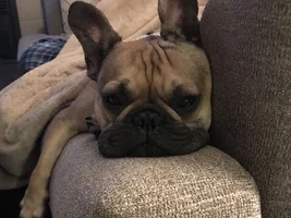 4 PAW MEMBERS!!!  Please VOTE for your favorite Frenchie-TINE!!!!