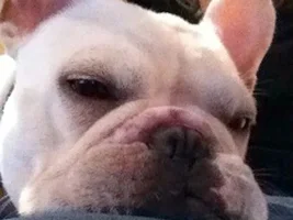 ~Taz~French Bulldog Available for Adoption in New Jersey