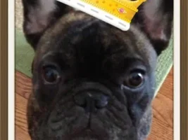 Frenchie of the Month May 2013...4 PAW MEMBERS VOTE NOW!