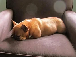 VOTE NOW!!!  August 2016 Sleepy Frenchies Contest