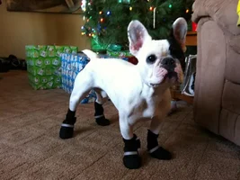 4 Paw Members, Please vote for January Frenchie of the Month!