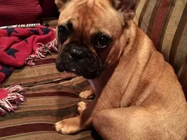 First time Frenchie Mom and New Member