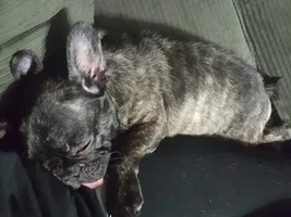 Meet Truman!