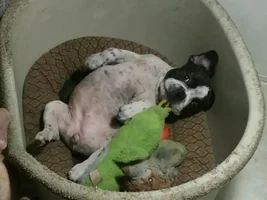 Need Some Opinions on a puppy