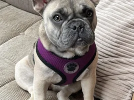 📷 Please submit a photo for the French Bulldog News Header & Logo!