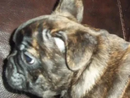 Beau At 7 Weeks Old