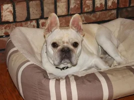 ~Watson~ Available for Adoption in Ohio