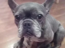 ~Ginger~French Bulldog Available for Adoption in New York