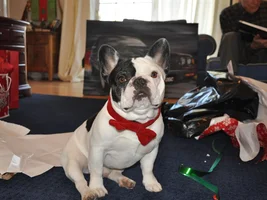 ~ENTER HERE~ December Frenchie of the Month Contest "Holly Jolly Frenchies"