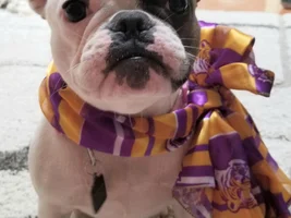 4 PAW MEMBERS!!! Please VOTE for your favorite TOOF and FANG Frenchies!