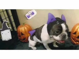 VOTE NOW!! April SMILING FRENCHIES Contest