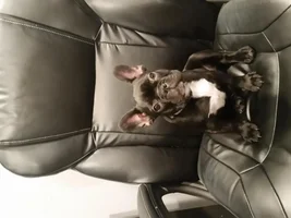 meet Rocco