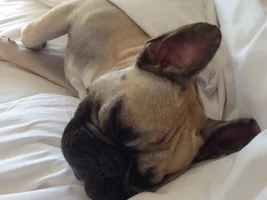 VOTE NOW!!!  August 2016 Sleepy Frenchies Contest