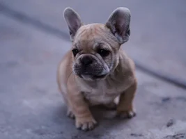Bow Legged