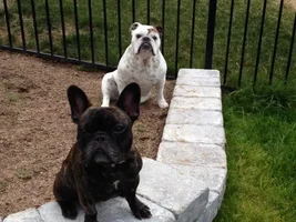 Frenchie Butt!
