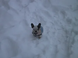 ~ENTER HERE~ January 2019 Frenchie of the Month! ~ FROZEN FRENCHIES ~