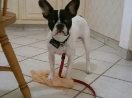 Not sure if my pet is Frenchie is too lean for his age