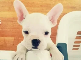 December 2013 Frenchie of the Month Contest ~ENTER HERE~