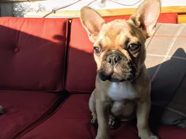 Possibly getting a second Frenchie today