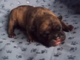 Introducing BEAU, Our New Baby!