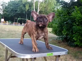 Hello to everyone :D