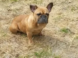 introducing my Frenchies , From the Netherlands