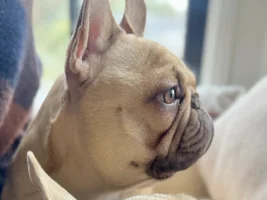 Hi Frenchie Fam!