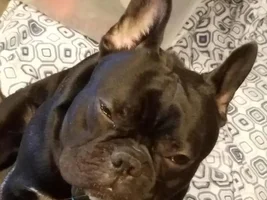~ENTER HERE~ September 2016 Frenchie of the Month ~ Frenchie-Tude