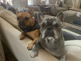 My frenchie looks different than others. Worried about underlying health issues. Asking for advise!