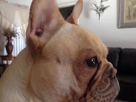 March 2014 Frenchie of the Month Contest ~ENTER HERE~
