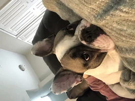 Frenchie skin issues