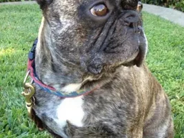~Bongo~French Bulldog Available for Adoption in California