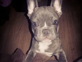 May 2014 ~ Frenchie of the Month Contest ~ENTER HERE~