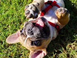 4 PAW MEMBERS ~ VOTE NOW ~ September Frenchie of the Month :D