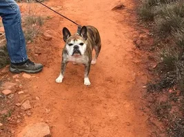 More Pictures Of Buster oO The Trail