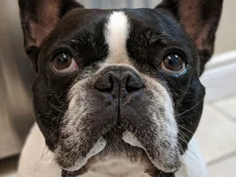 ~ENTER HERE~ February 2019 Frenchie of the Month - BE MY FRENCHIE-TINE!