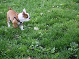 Dog Park