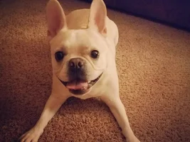 4 PAW MEMBERS!!! Please VOTE for your favorite Smiling Frenchies!