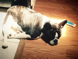 ENTER HERE ~ November Frenchie of the Month ~ Turkey Leg Contest