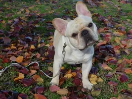 ~ENTER HERE~ Frenchie of the Month Contest ~ It's October!