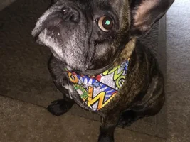 4 Paw Members, PLEASE VOTE for your favorite Frenchies!!!