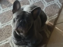 My favorite frenchie pose thread!!!!