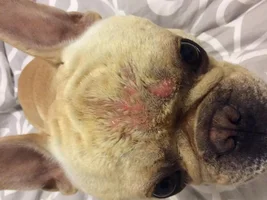 SOS Wilfred's patchy face!!